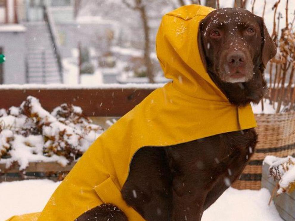 Un perro con un chubasquero de Zara.