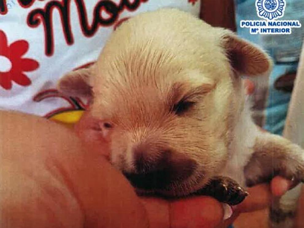 Los estafadores se hacían pasar por vendedores de cachorros de Golden Retriever.