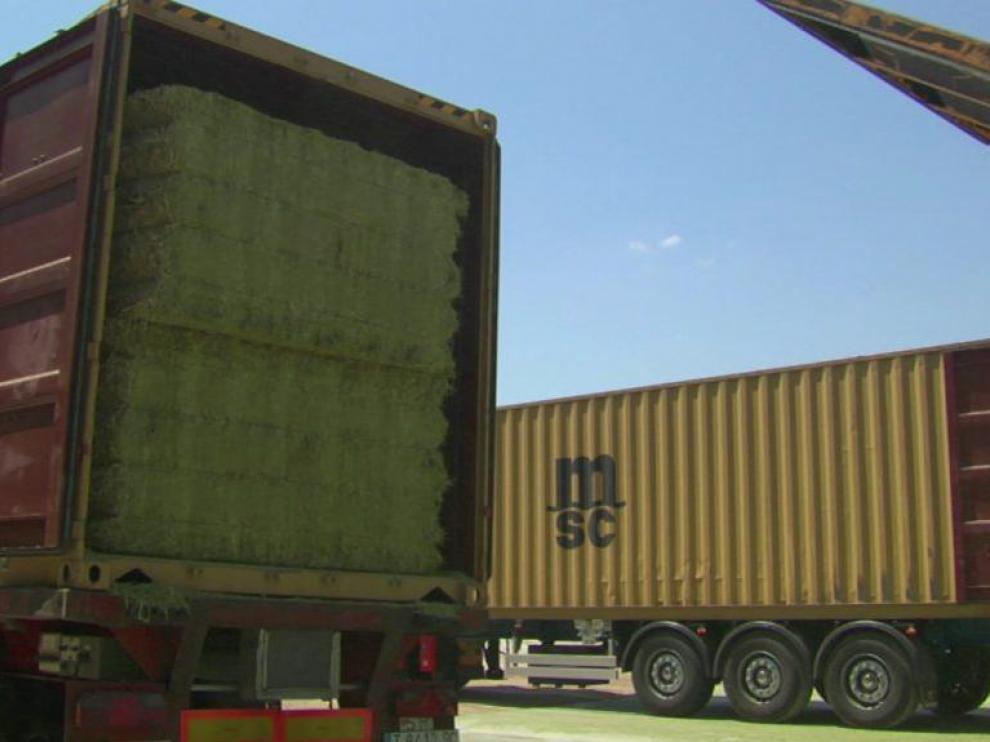 Las exportaciones de alfalfa se han resentido por los elevados precios del transporte marítimo.