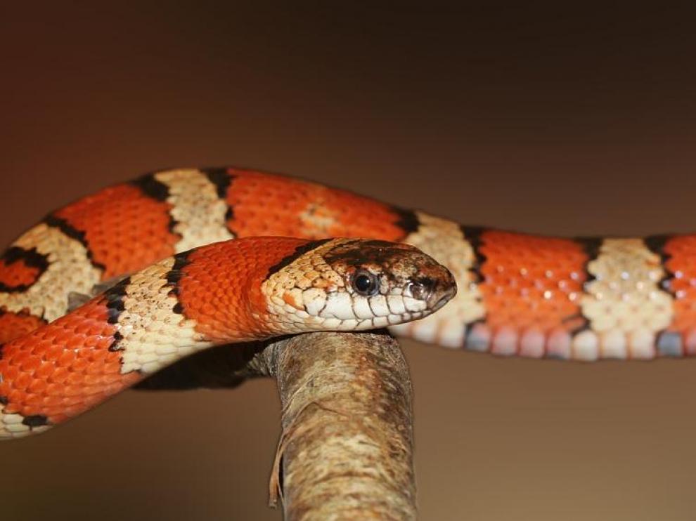 Foto de archivo de una serpiente