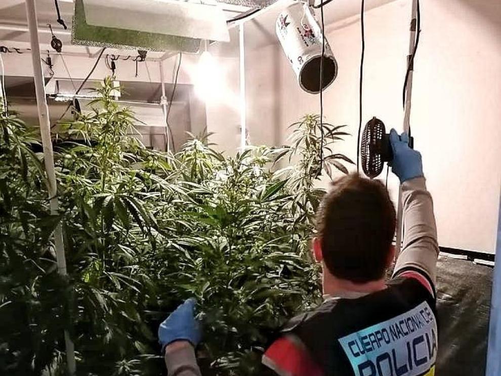 La marihuana cultivada en el piso de alquiler.