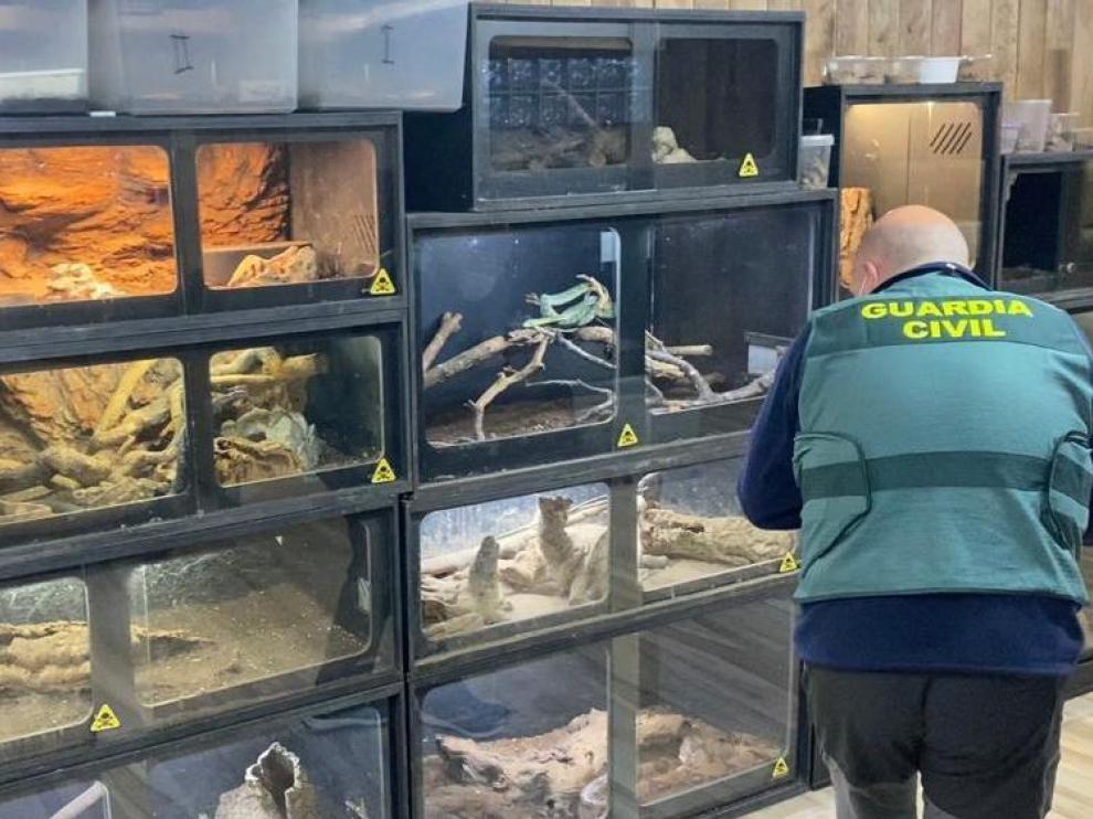 Terrarios donde están los reptiles peligrosos, en su mayoría serpientes y escorpiones