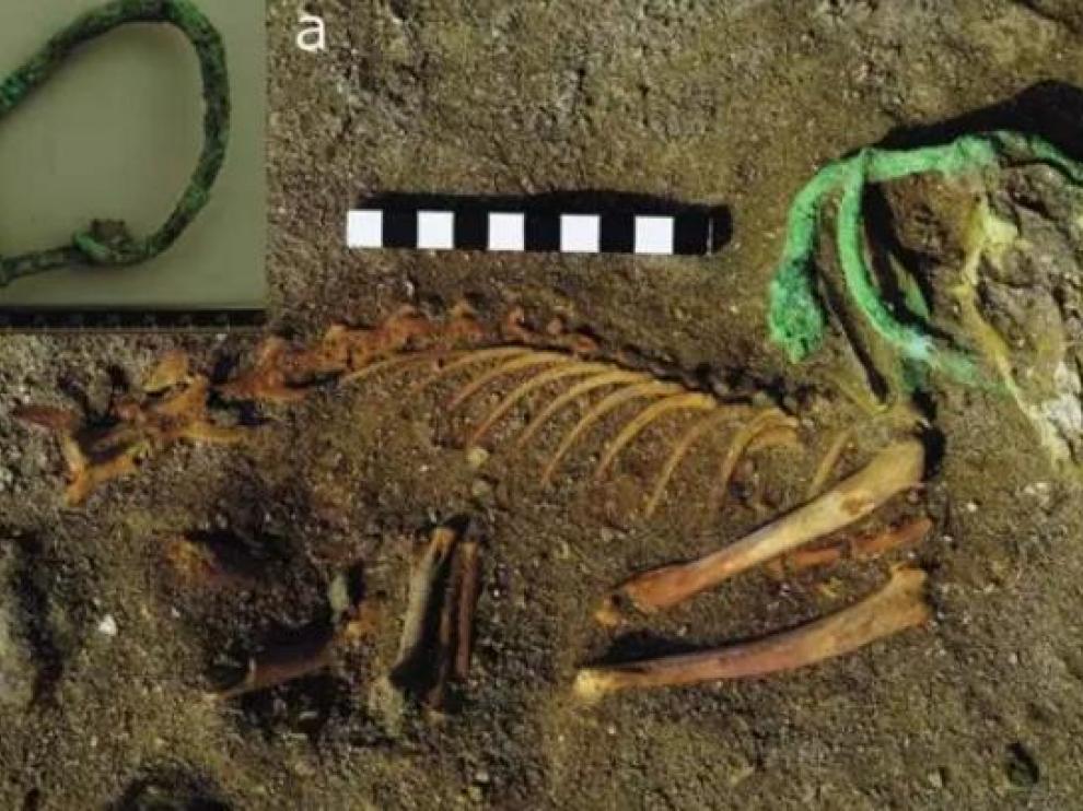 Restos de una mascota que aún conservaba su collar