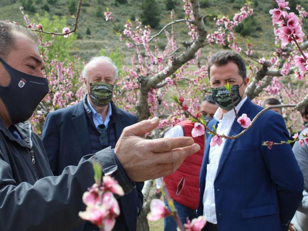 Vicente del Bosque y el alcalde, Alberto Herrero, atienden a las explicaciones sobre la floración del Melocotón de Calanda.