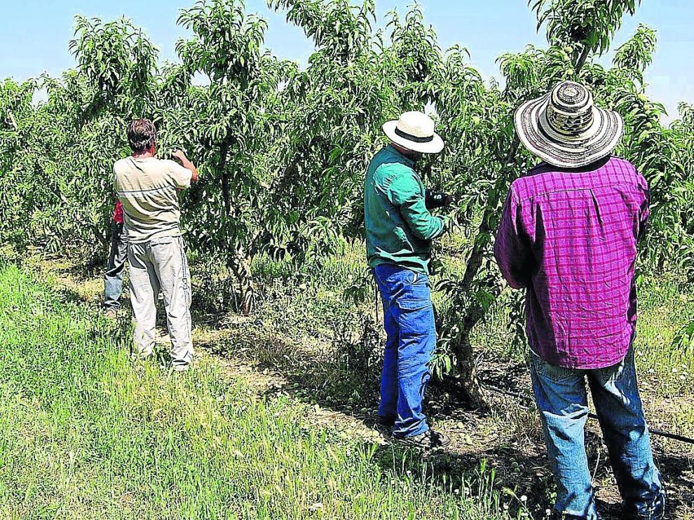 Trabajadores temporeros en una explotación frutícola de la provincia de Huesca.