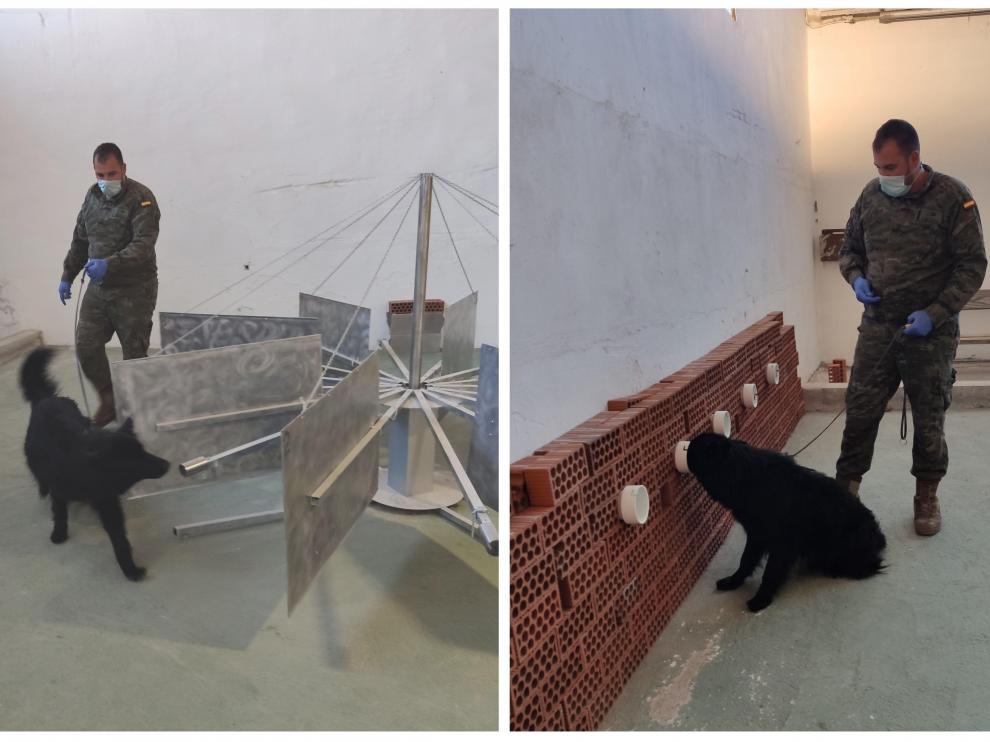 Soco, un pastor alemán del Ejército capaz de detectar la covid.