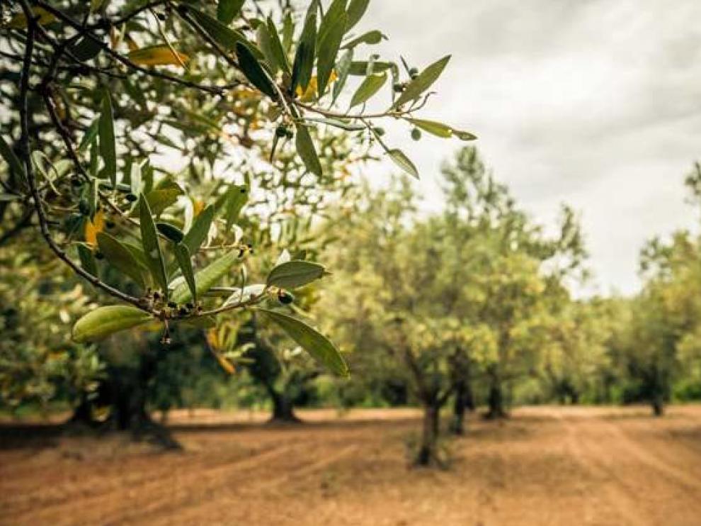 Olivos en los campos de Belchite.
