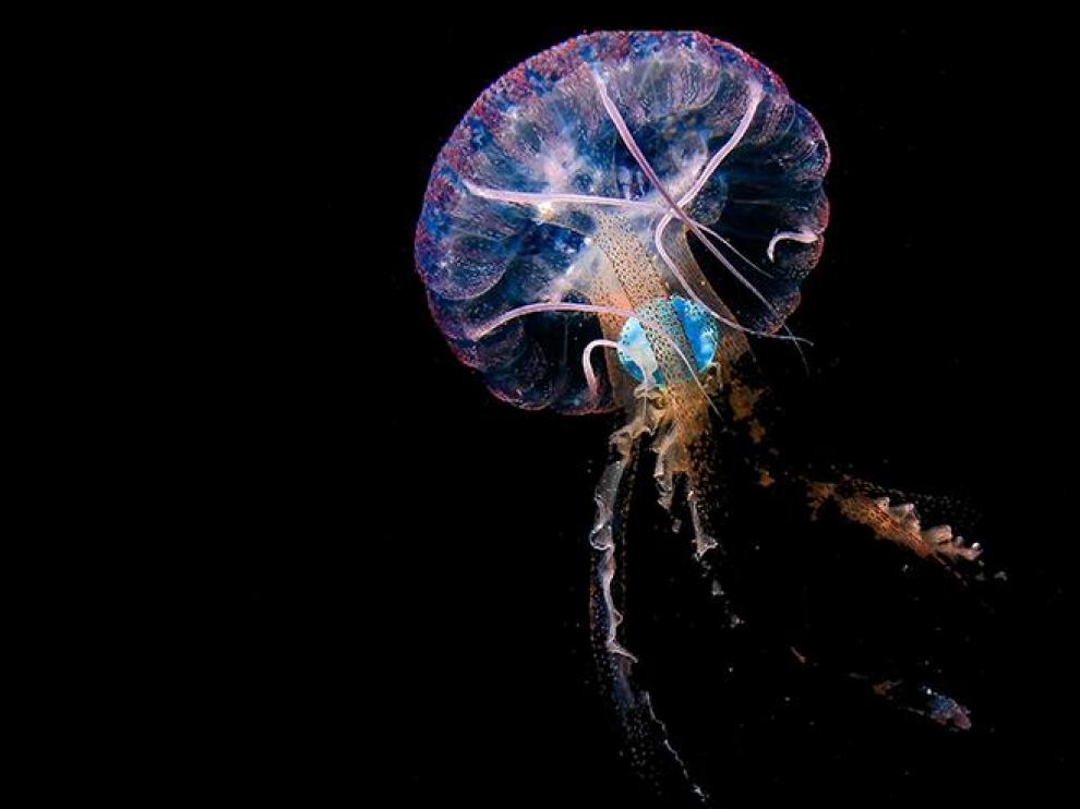 Pelagia noctiluca con un plástico azul en su interior, tomada en mayo de 2020 en aguas de Sardina del Nort