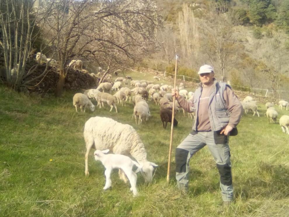 Joaquín Vispe, ganadero de Gistaín, con su rebaño.