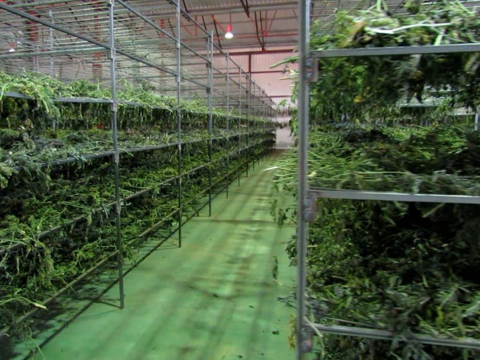 Se han aprehendido cerca de 50.000 plantas de marihuana, de las que se extrajeron casi dos toneladas y media de cogollos