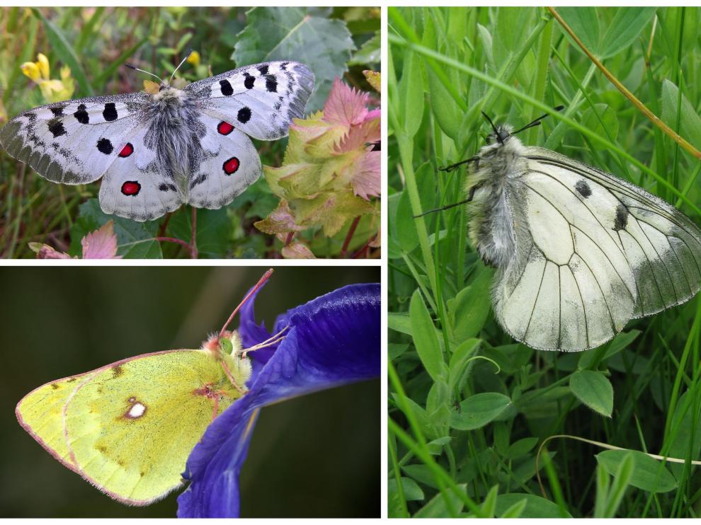 Arriba a la izquierda, parnassius apollo. Debajo, colias phicomone. Y a la derecha, parnassius mnemosyne. Las tres especies de mariposas que se van a estudiar en el Pirineo.