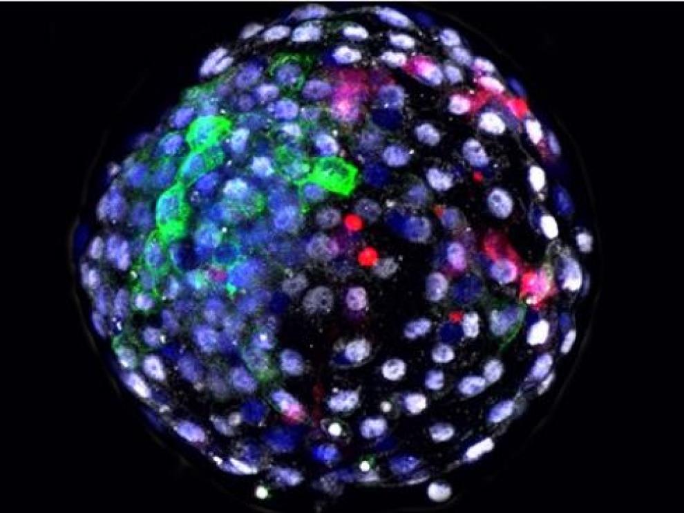 Un embrión con células de mono y de humano generado por el equipo de Juan Carlos Izpisua.