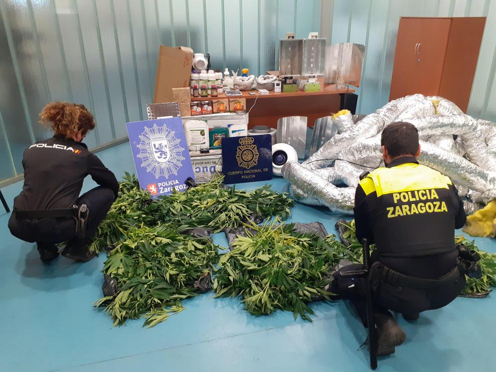 La Policía encontró las plantas de marihuana en el interior del piso incendiado.