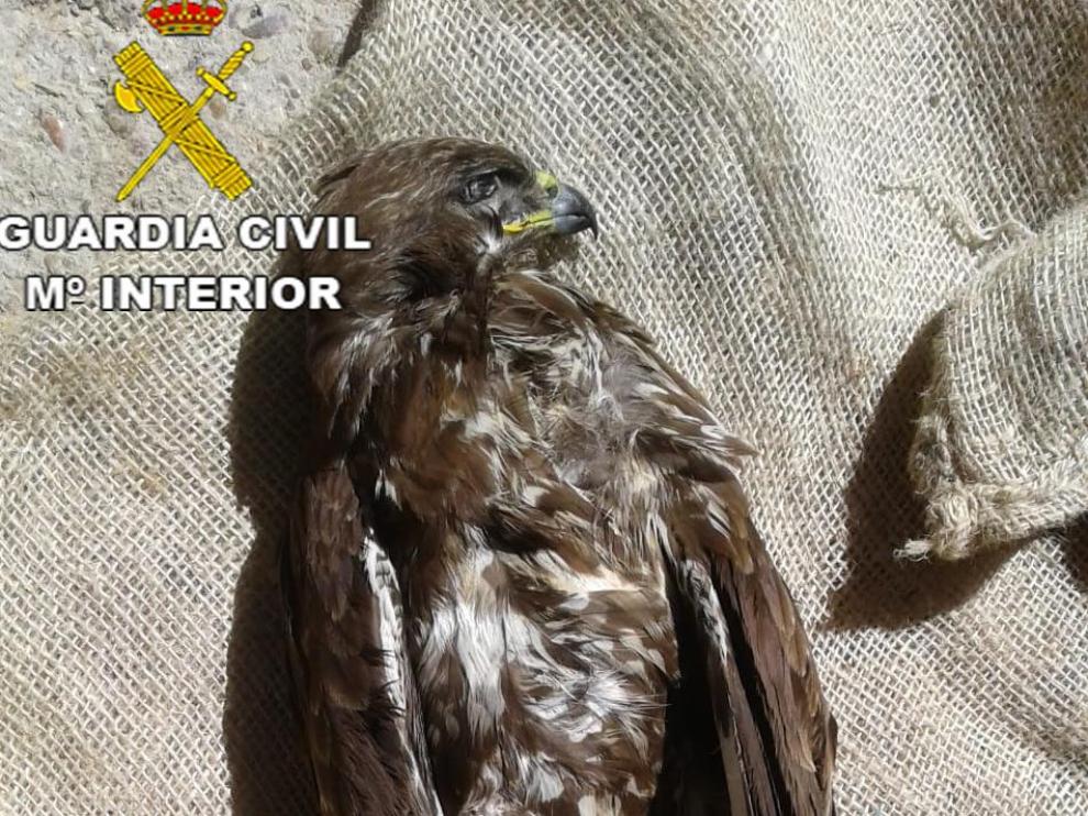 Una imagen del águila ratonera que hallaron muerto los agentes en un domicilio de Teruel.