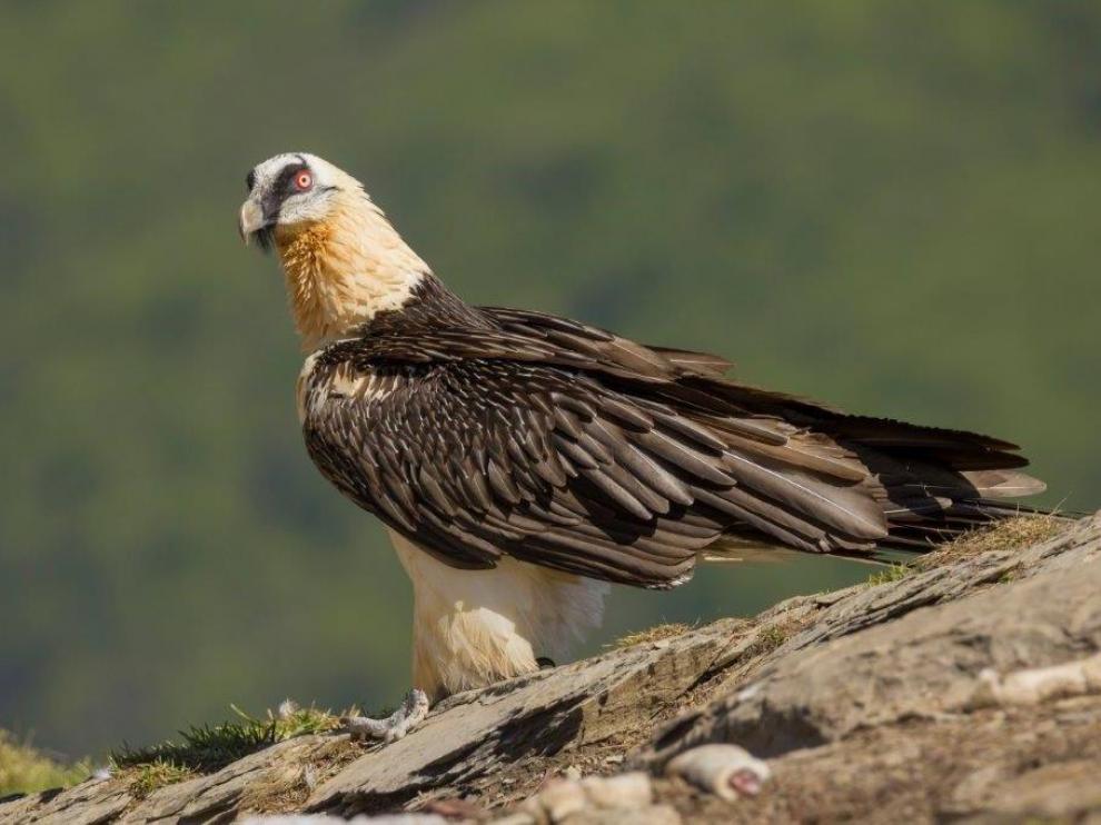 Una pareja de quebrantahuesos se afianza en el Moncayo, pero no logra reproducirse.