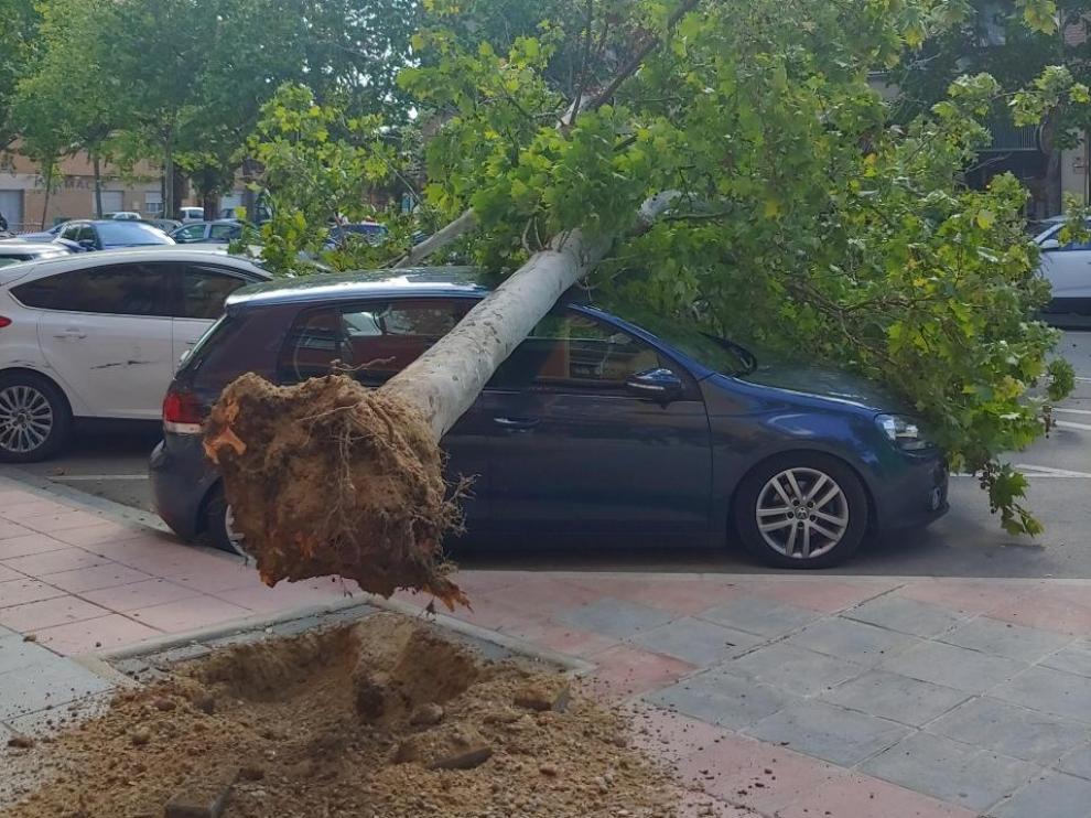 Árbol que ha caído este sábado sobre un coche estacionado en Utebo.