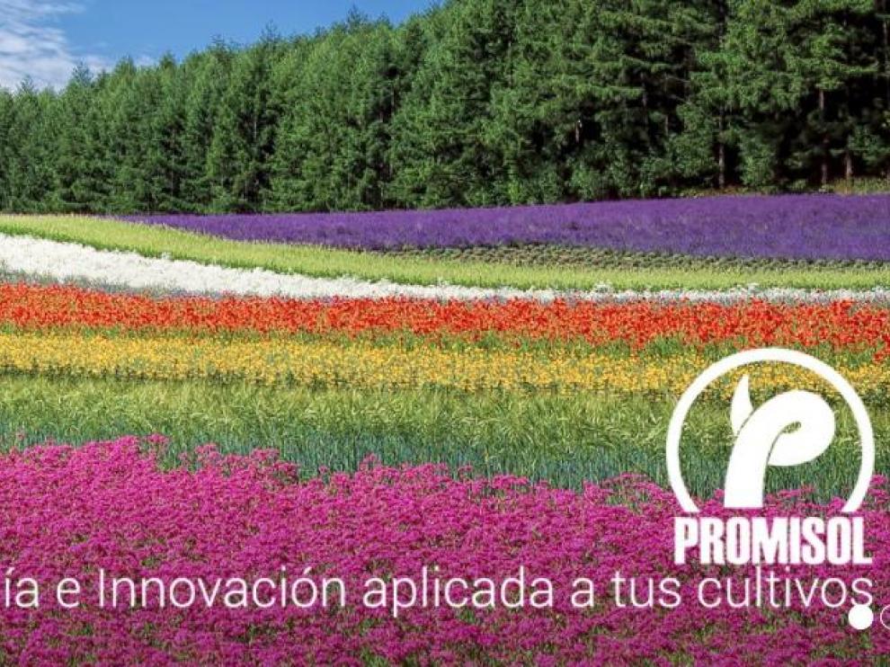 Página web de la empresa Promisol
