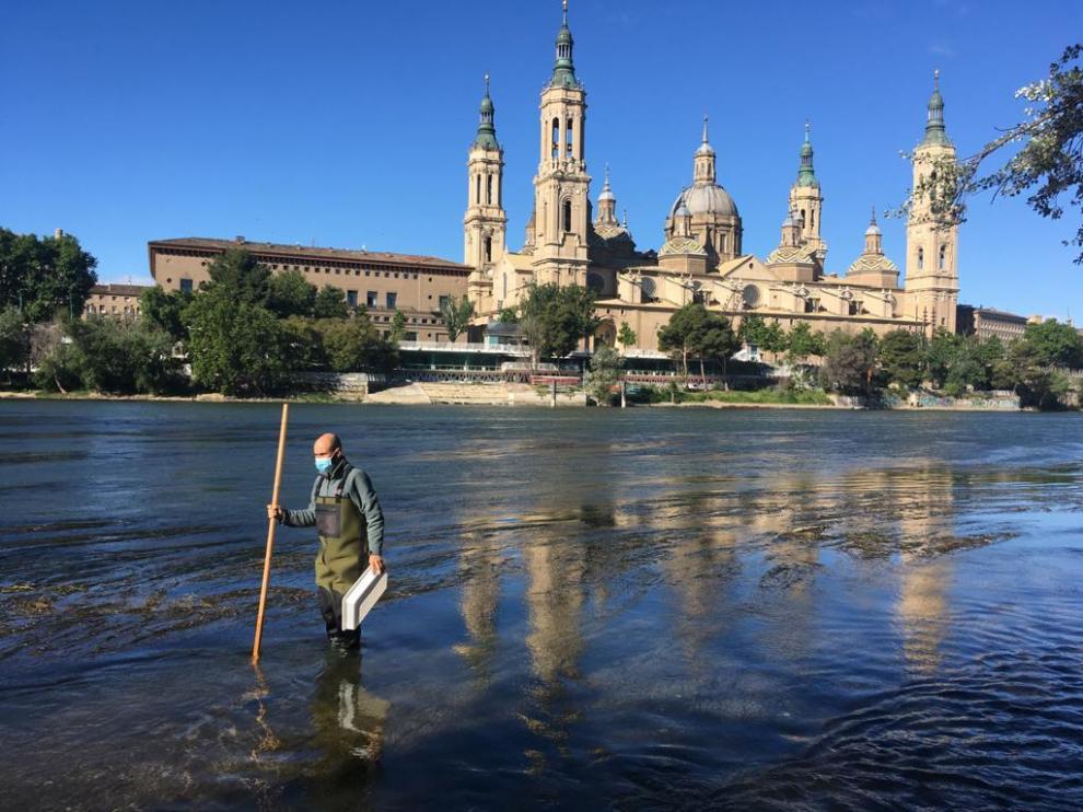 Este martes se han realizado un muestreo sobre la presencia de mosca negra en Zaragoza.