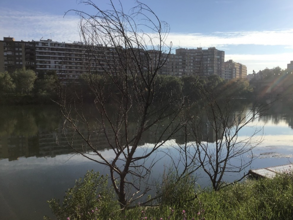 Olmos secos en la orilla del Ebro.