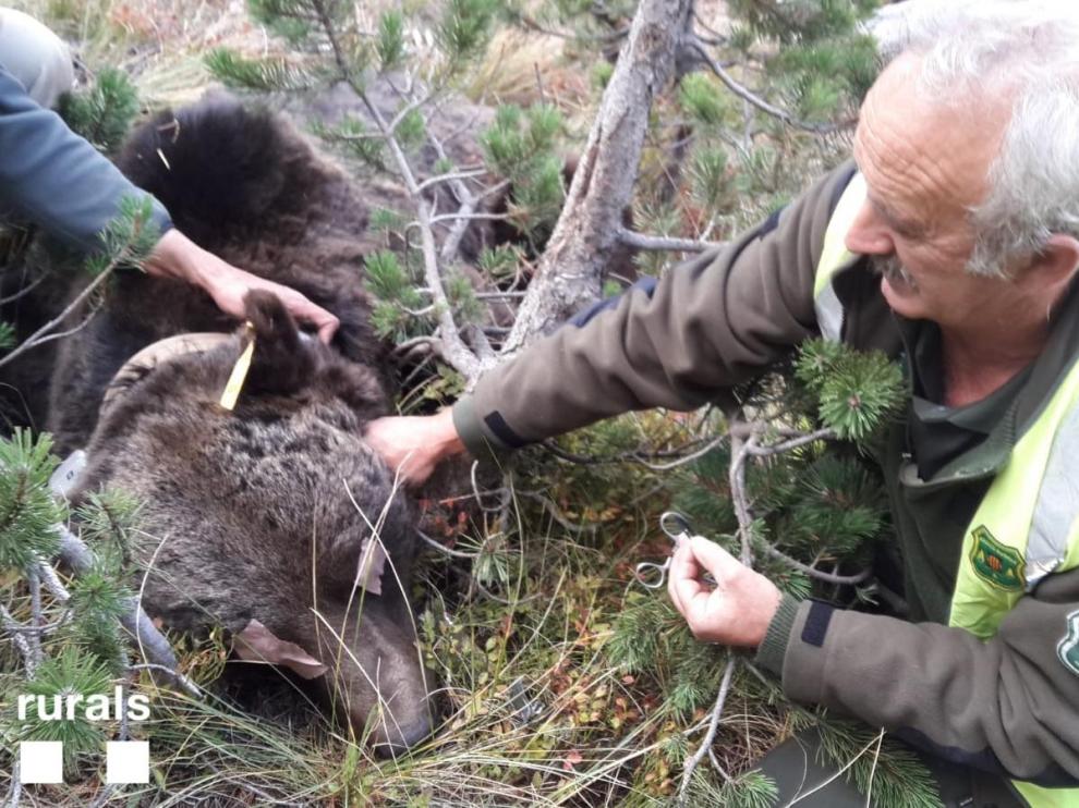 El oso ya fue capturado en 2018 para cambiarle las baterías del collar, pero el pasado mes de octubre lo perdió en la Ribagorza.