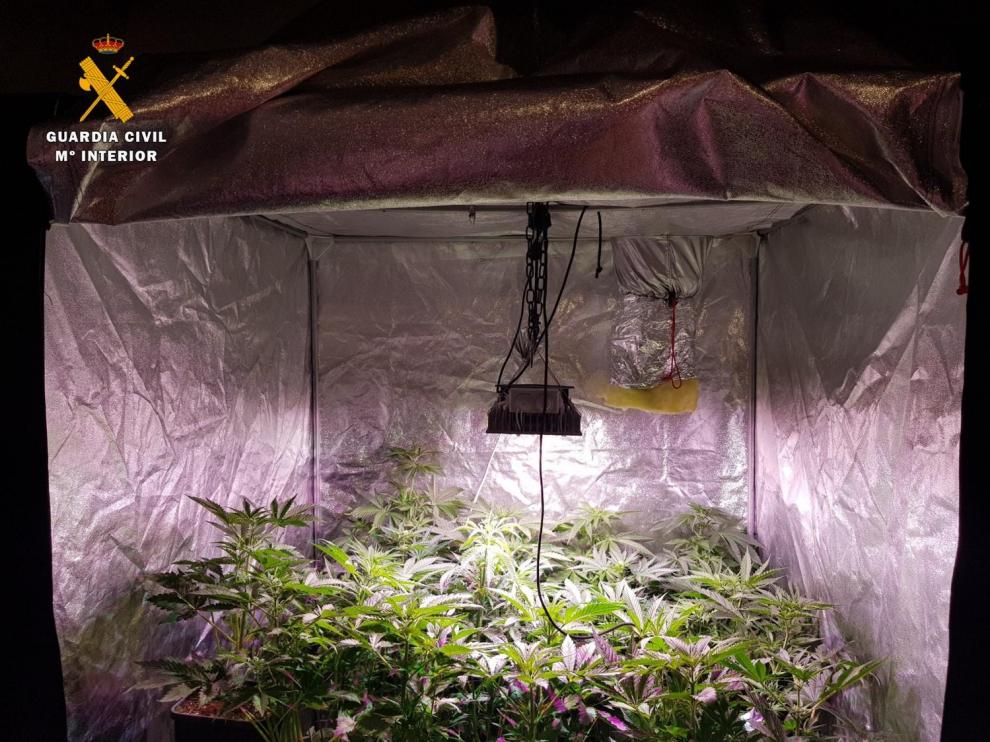 Armario conteniendo marihuana