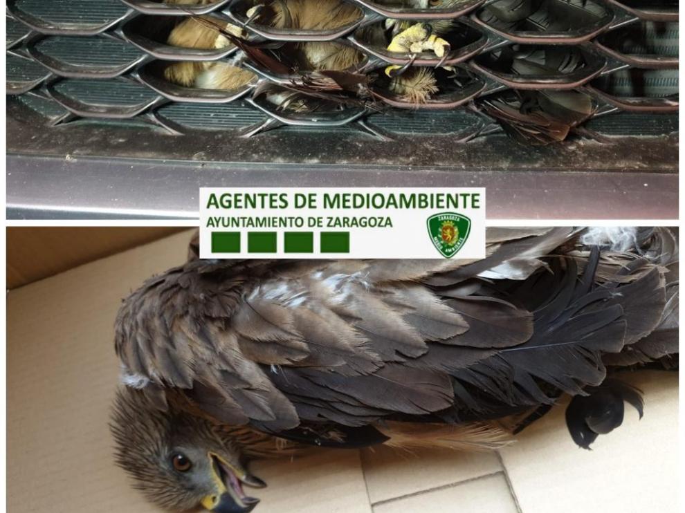 Milano negro herido grave al quedar atrapado en una rejilla tras un atropello.