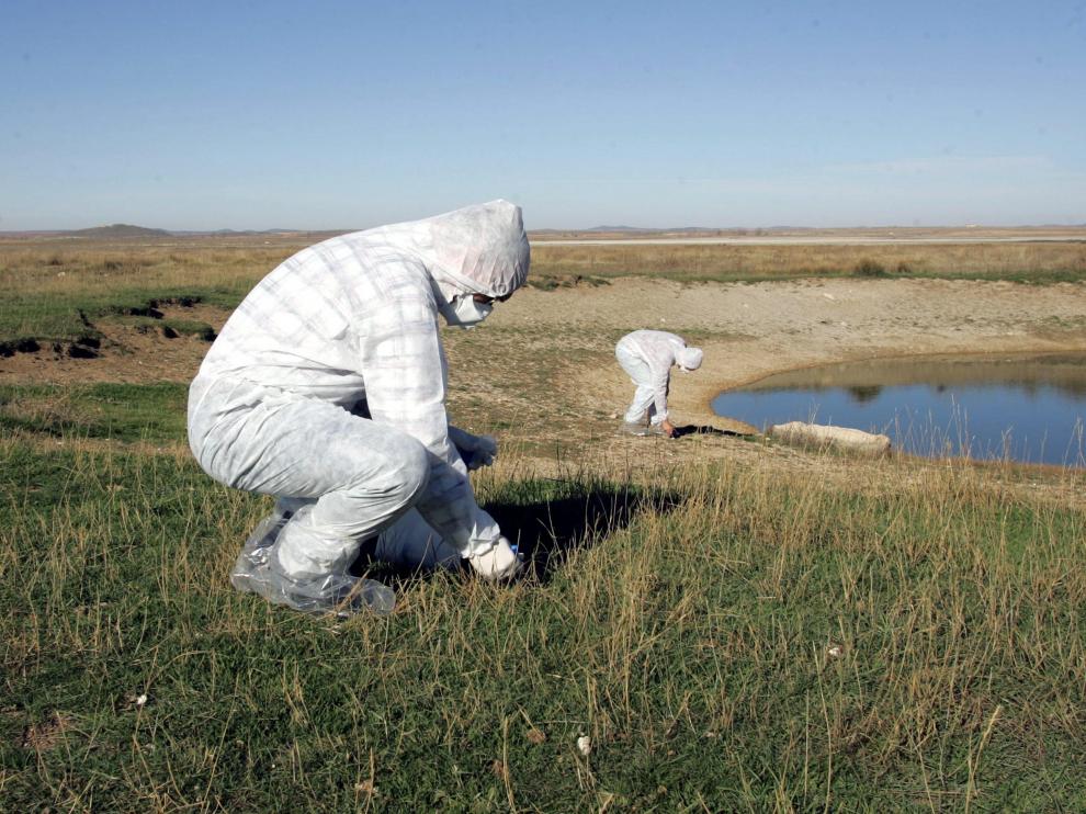 Técnicos toman muestras de aves migratorias en la laguna de Gallocanta para prevenir la gripe aviar, en 2005.