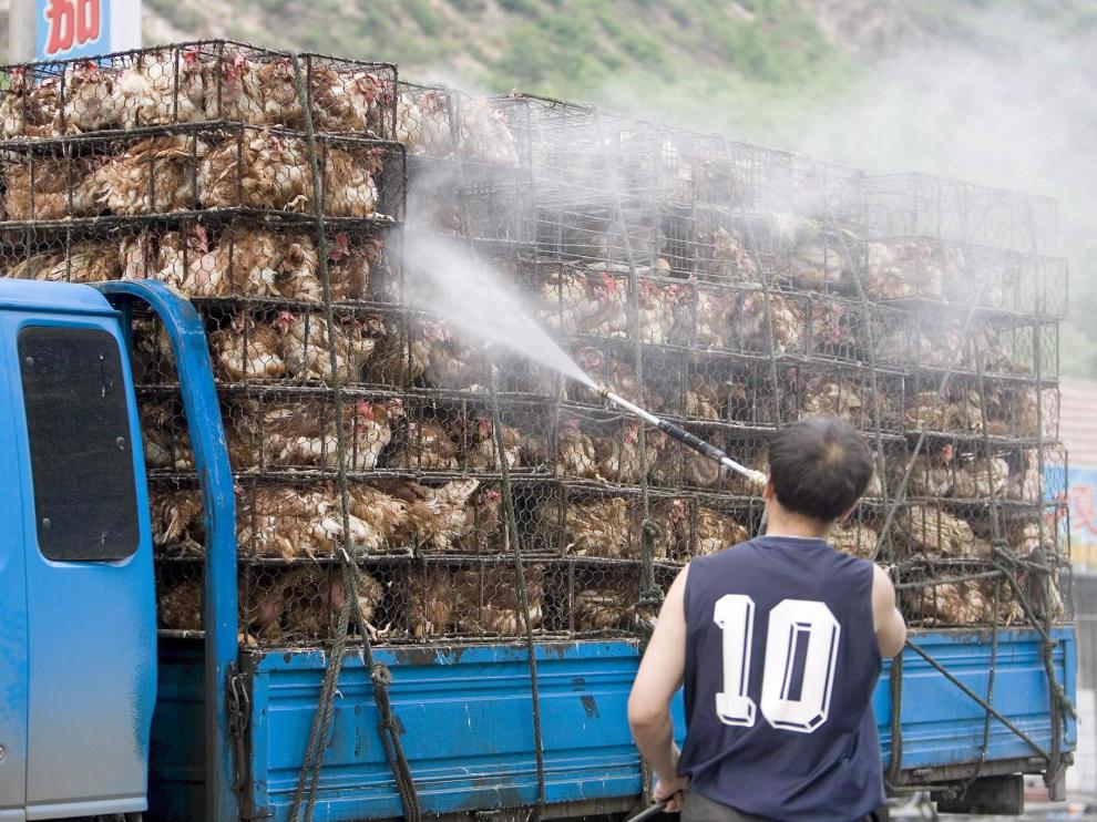 Un hombre rocía con desinfectante a unos pollos en China, en 2006 tras confirmarse un brote de gripe aviar H5N1.