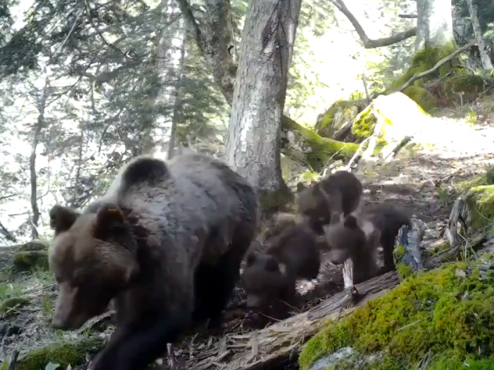 Sorita con sus cachorros en una imagen del vídeo difundido por Francia.