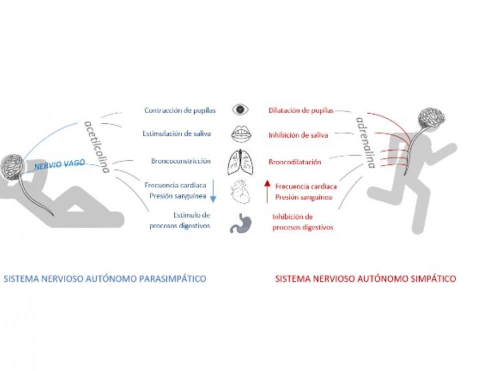 Algunas de las funciones del sistema nervioso autónomo