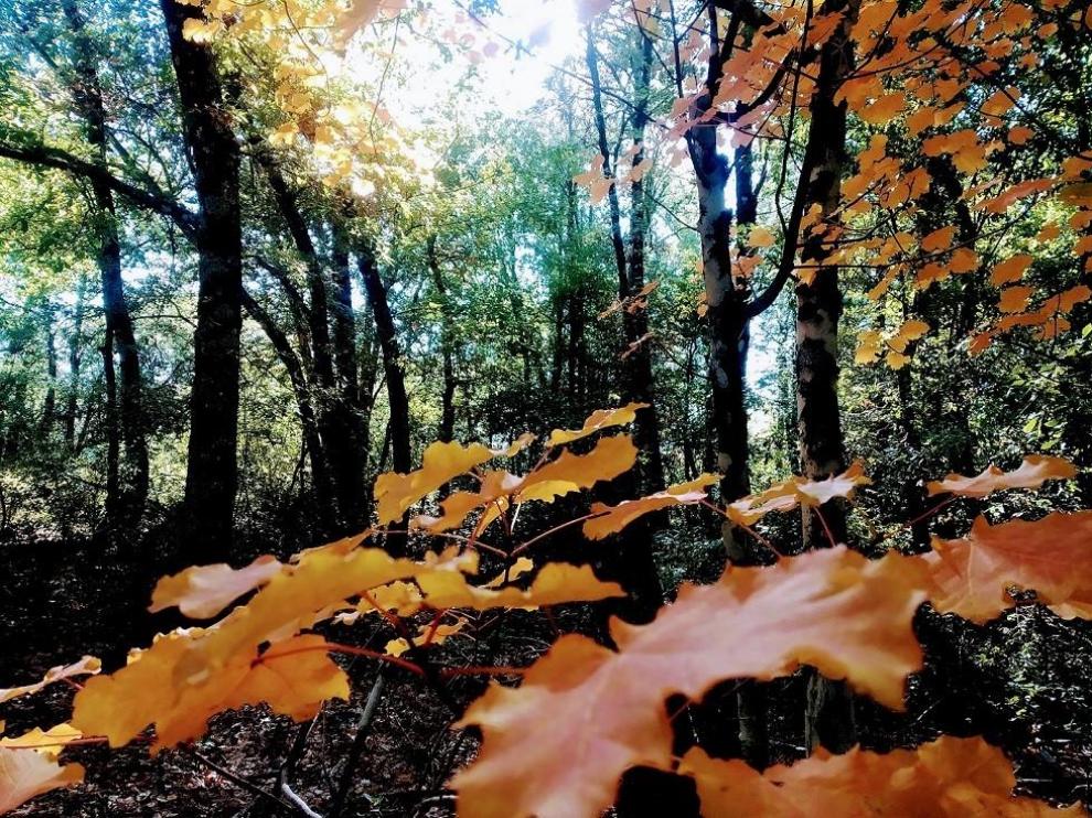 El bosque de Banastón es uno de los más valorados por los viajeros.