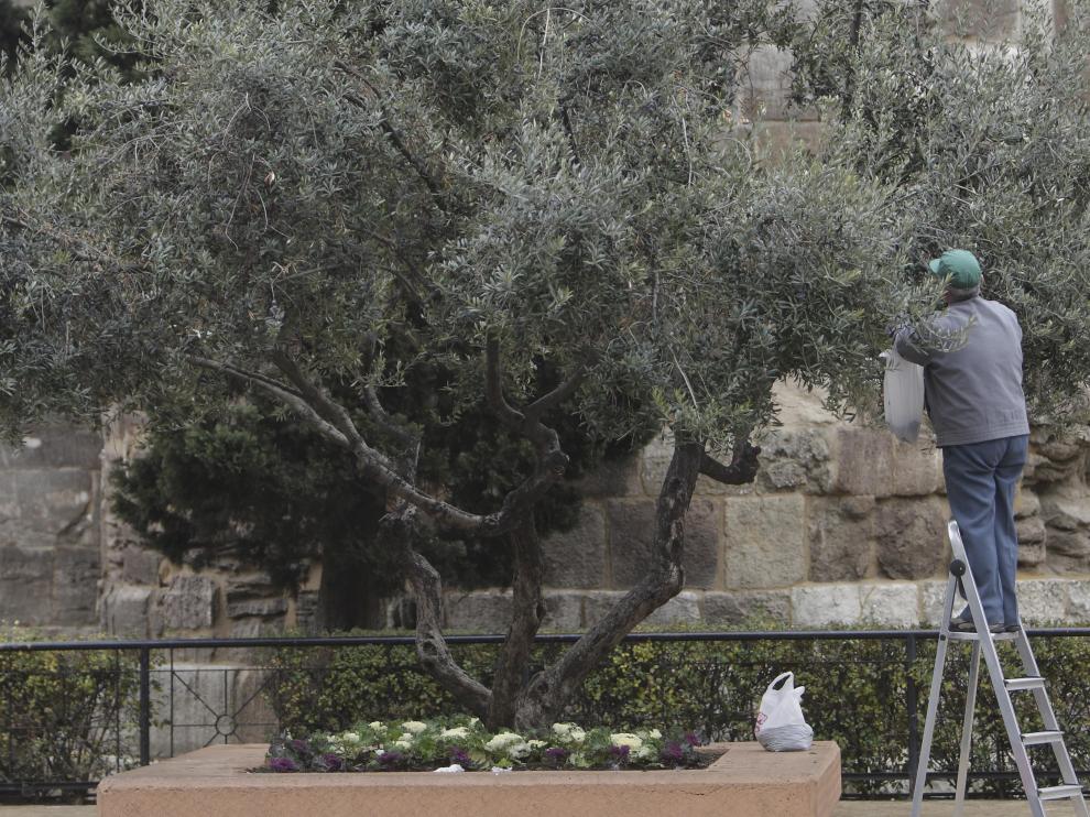 Un hombre recoge olivas junto a las Murallas Romanas.
