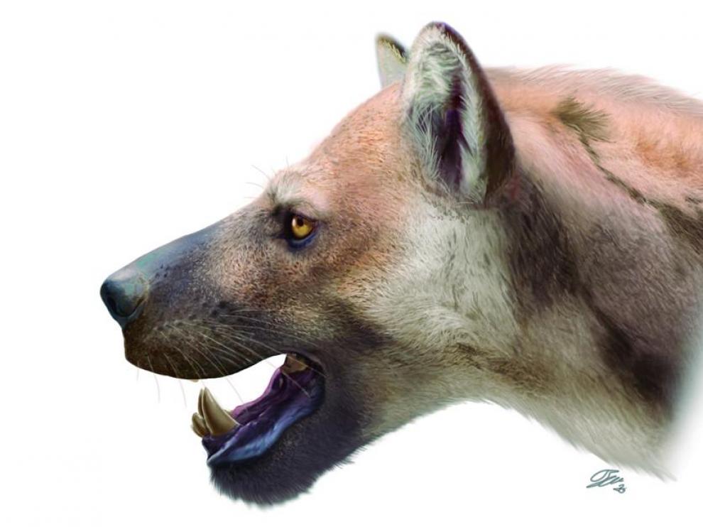 El Ammitocyon kainos vivió hace unos 9 millones de años.