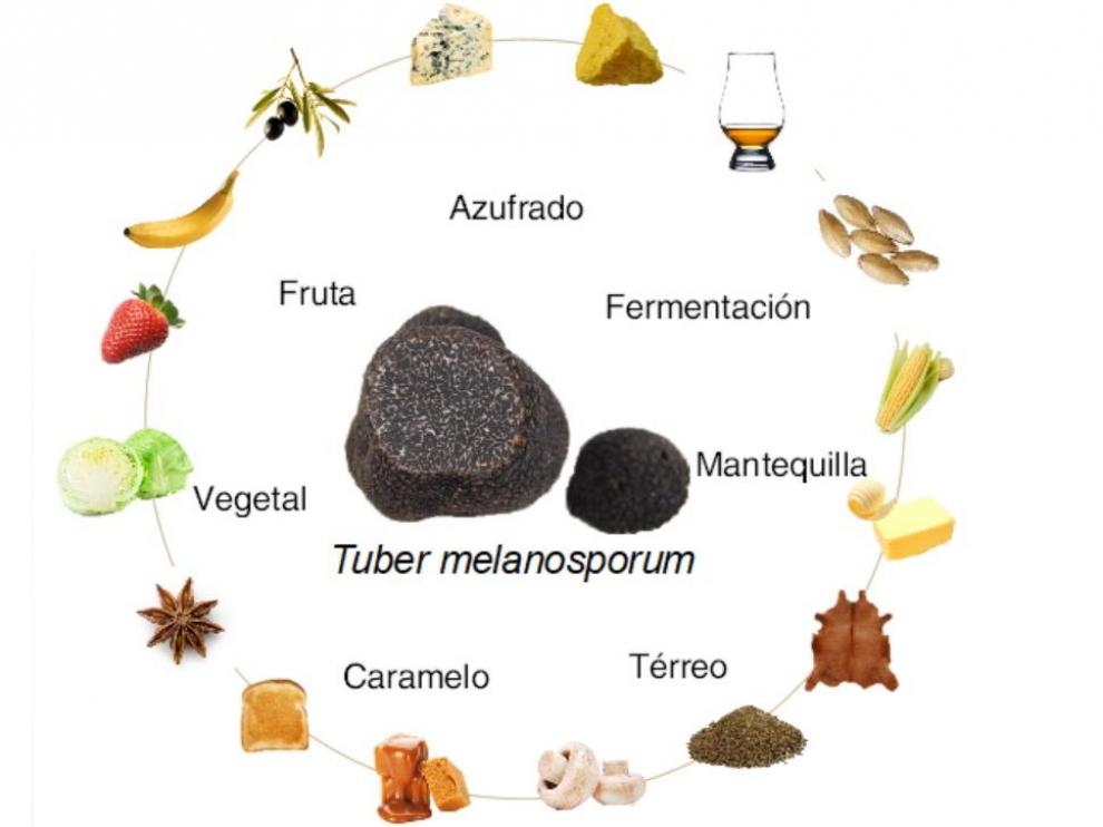 Aromas de Tuber melanosporum
