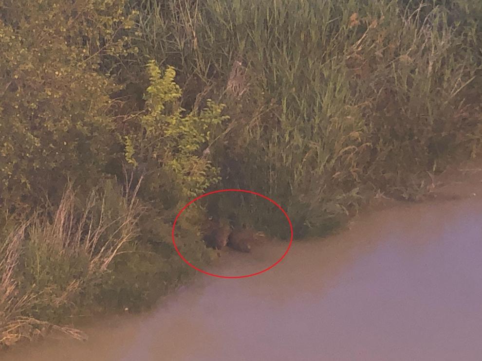 Una pareja de castores vista este lunes por la noche en el río Ebro, debajo del puente de Hierro de Zaragoza.