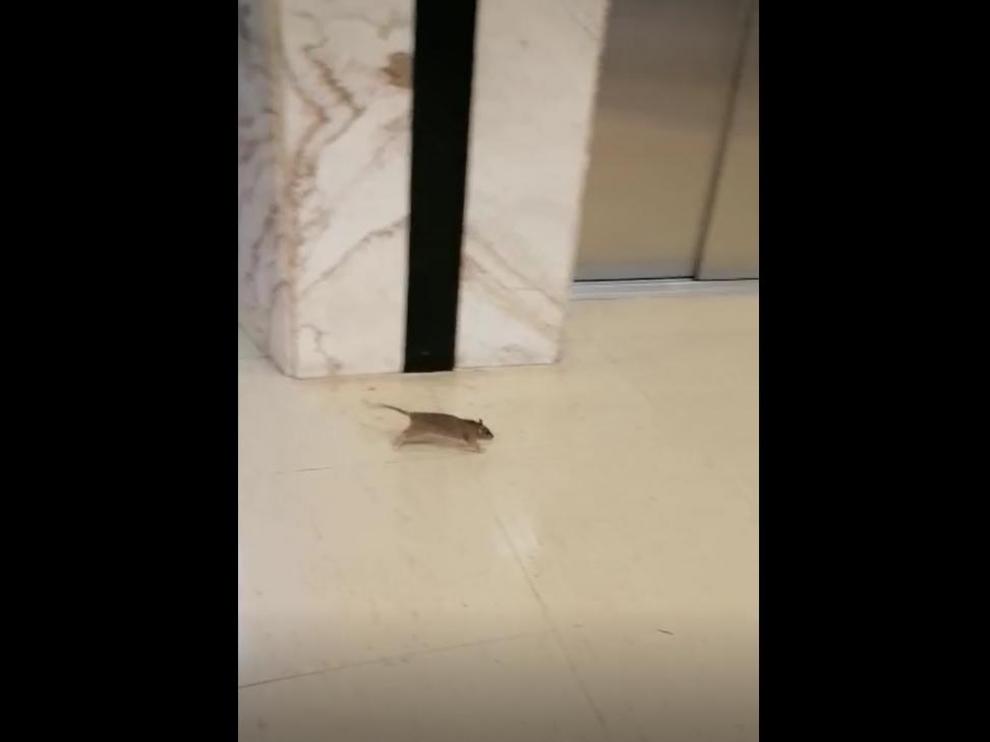 Una imagen de la rata saliendo del ascensor, en la tercera planta del Servet.