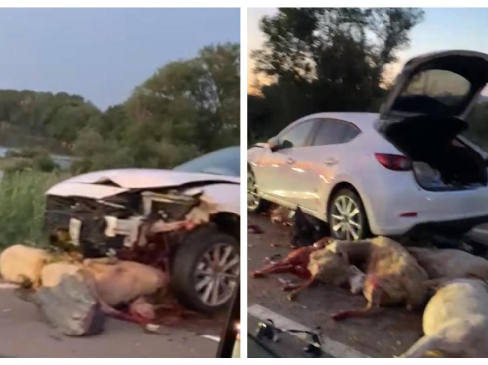 Varias ovejas quedaron debajo del coche accidentado