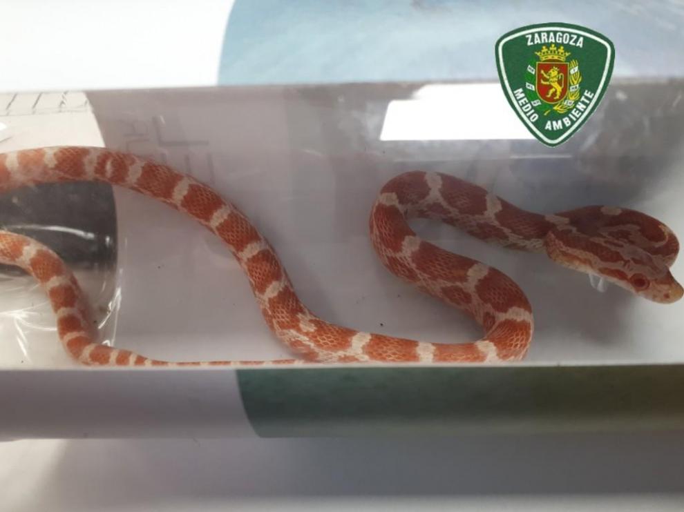 Capturan una serpiente del maíz en una calle de Zaragoza.