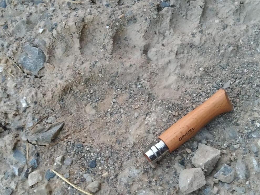 Foto de la posible huella de oso aparecida cerca de Plan.