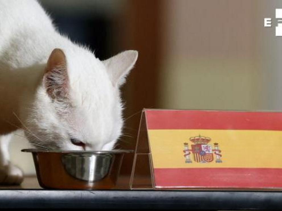 El gato Aquiles come del cuenco con la bandera de España.