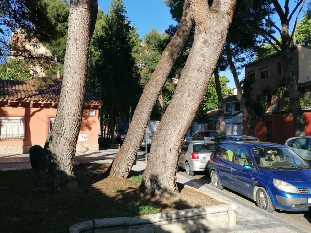Pinos que amenazan con caer en el barrio de La Jota.