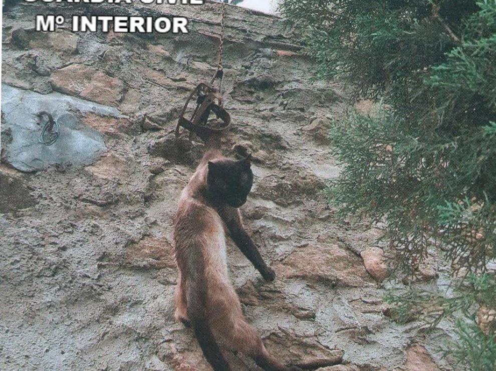 El gato doméstico atrapado en el cepo quedó suspendido de la reja de una vivienda.