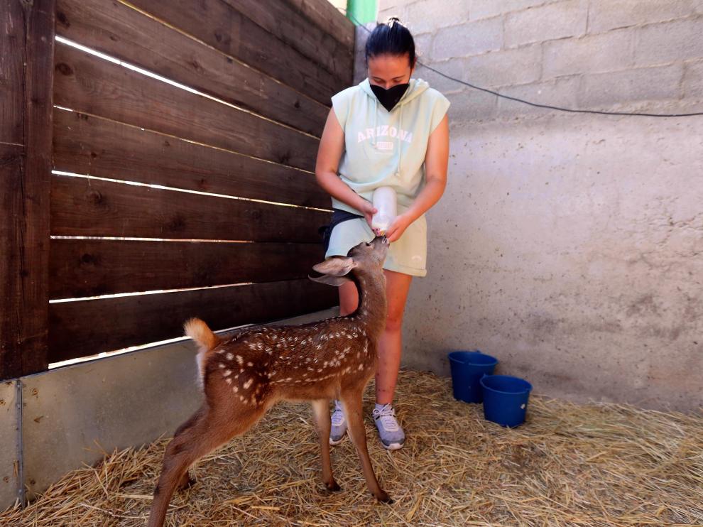 Lucía Garcés dando leche en un biberón a un cervatillo.