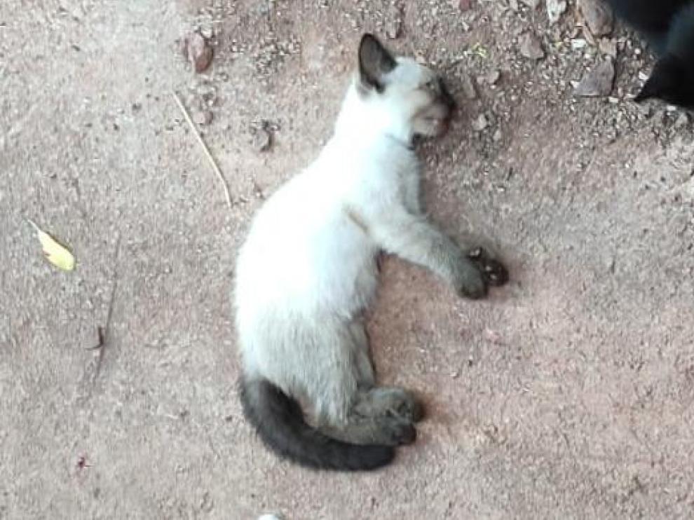Gato que supuestamente fue asesinado en Brea de Aragón.
