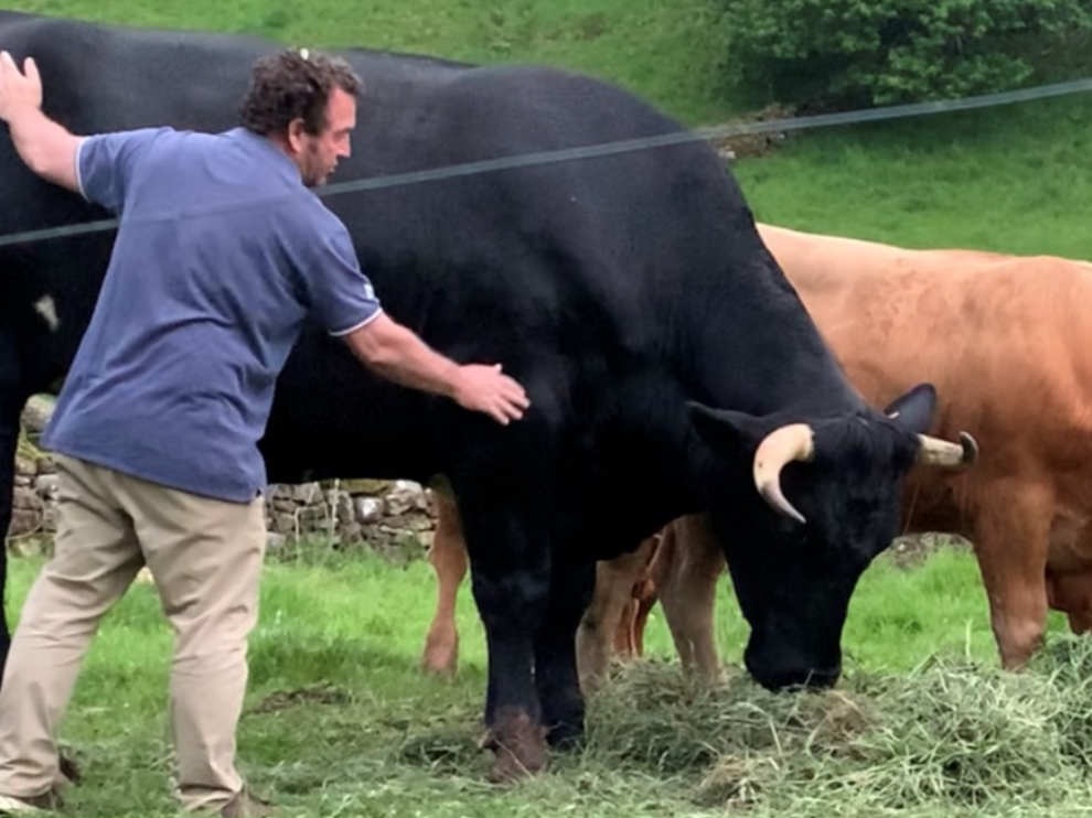 Ramón Olaso, del Asador Pasiego, con uno de los bueyes que cría en Cantabria.