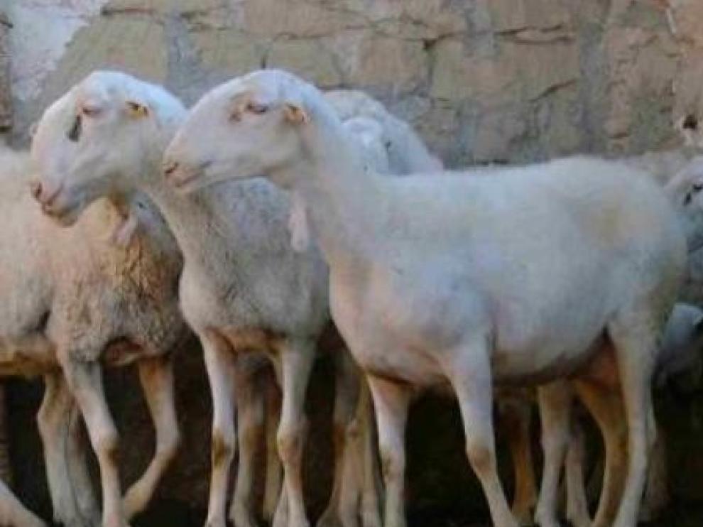 Ovejas de raza maellana, con el característico saliente frontal.