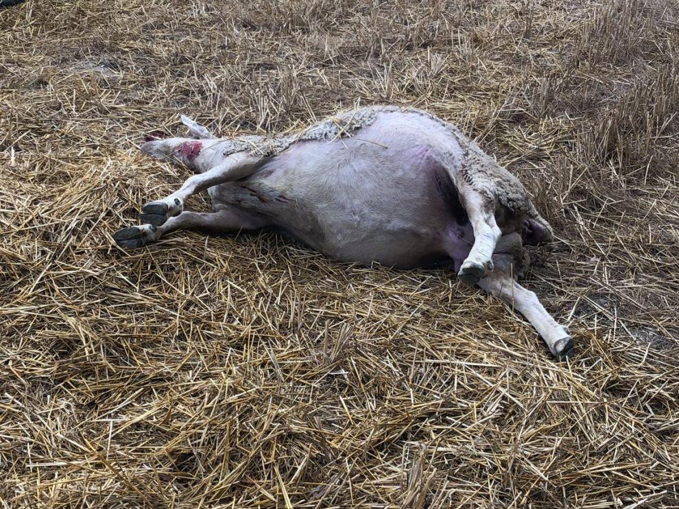 Una de las ovejas muertas en el ataque.