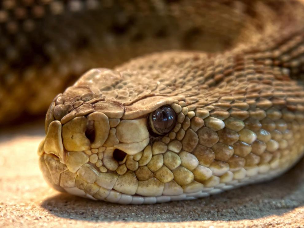 Serpiente de cascabel, en una imagen de archivo.
