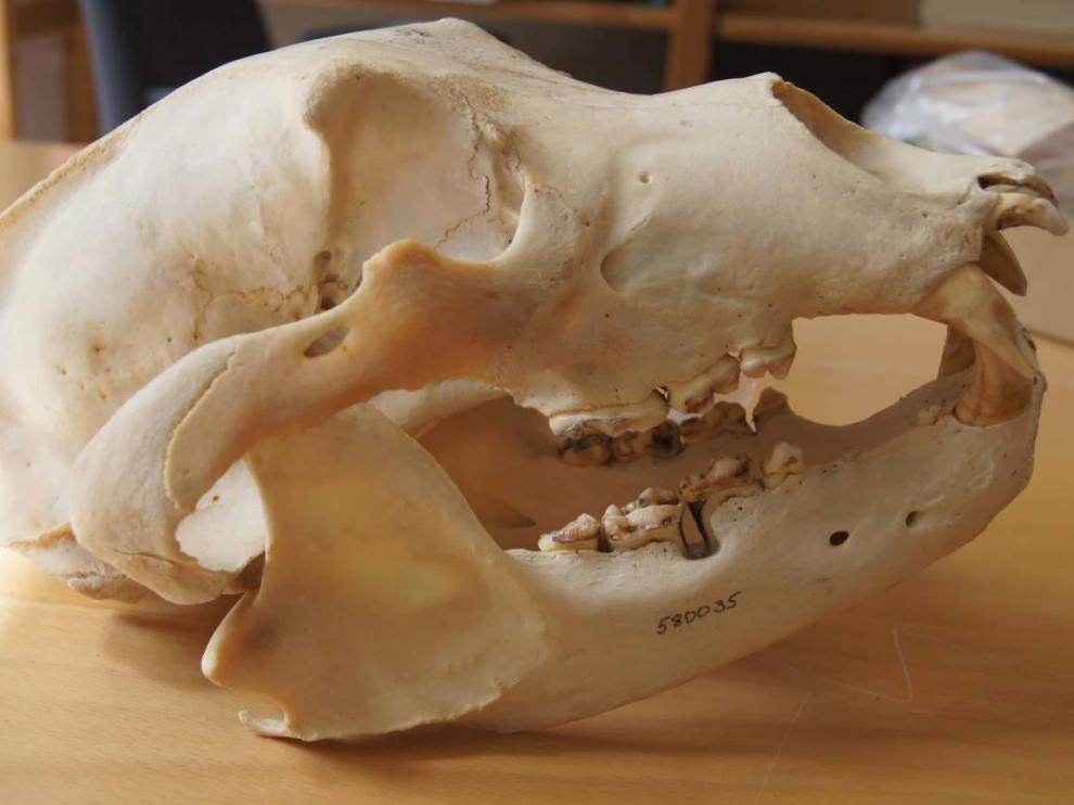 Los investigadores utilizaron colecciones históricas en museos de osos pardos suecos para observar los efectos de los antibióticos de origen humano.
