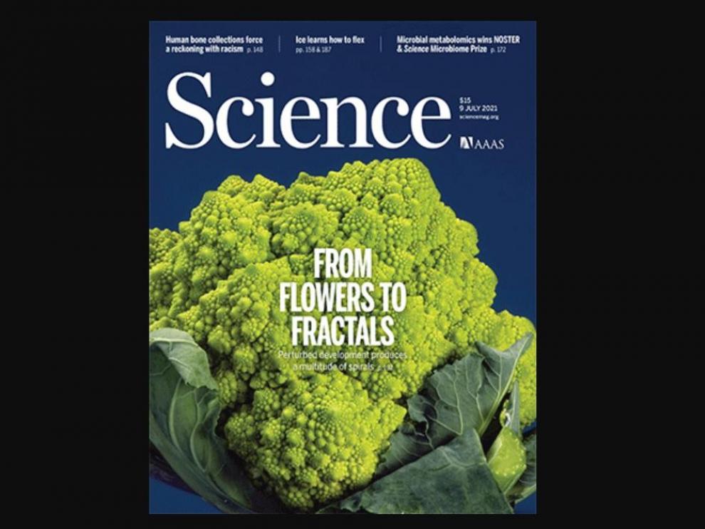 Una investigación sobre el diseño fractal en las coliflores, portada de 'Science'